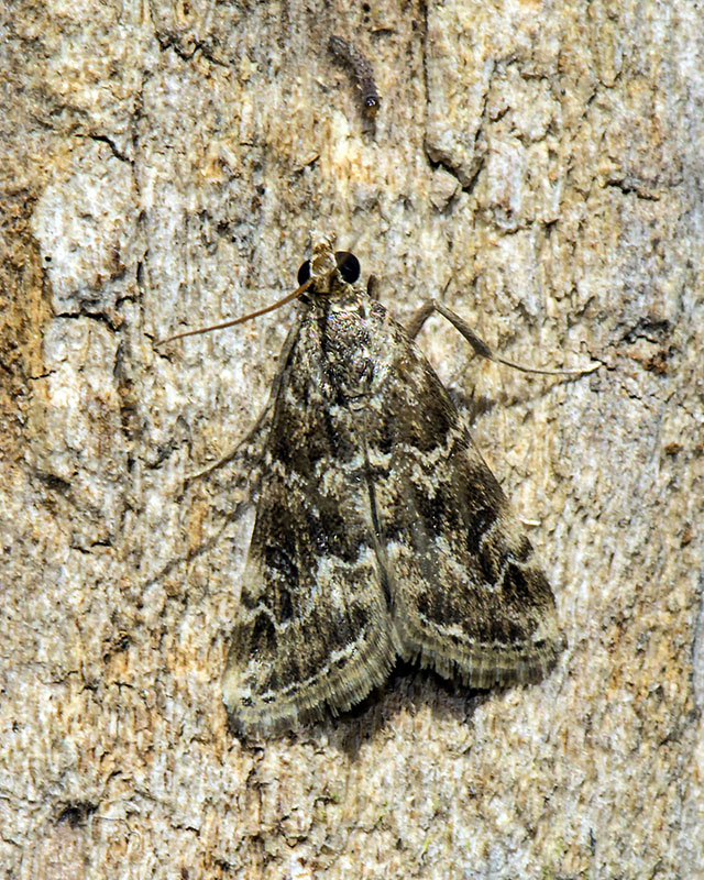 Da determinare. Hellula undalis - Crambidae